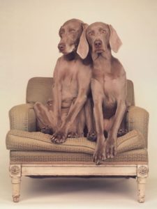 Art by William Wegman