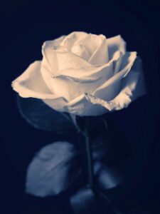 A dark blue background with a white rose